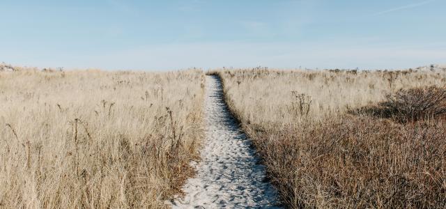 Image of a walking path in the middle of a field 